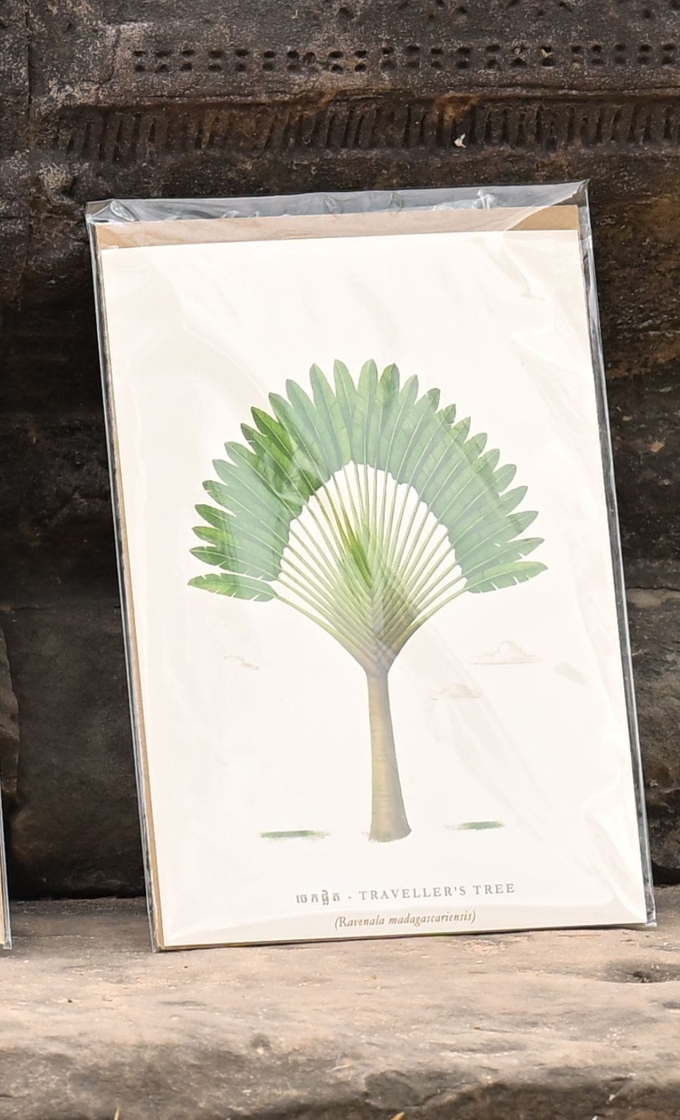 Affiche Palmiers du Cambodge in Palmier royal, handmade in Cambodia (view 8)
